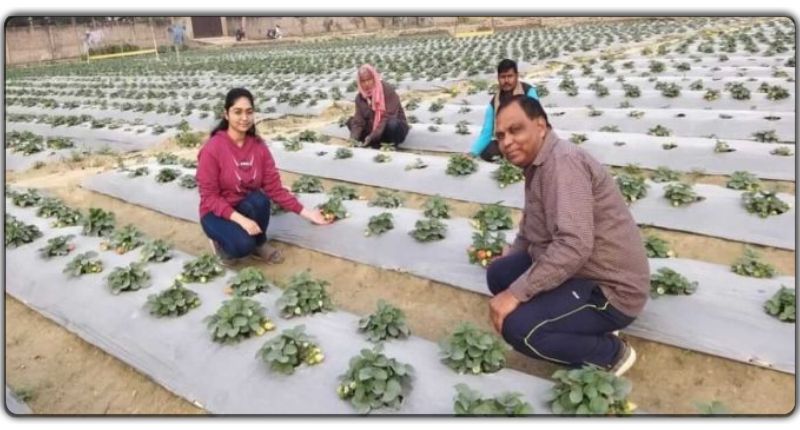 लॉकडाउन में नौकरी छुटी तो शुरू किए स्ट्रॉबेरी की खेती, नई तकनीक का इस्तेमाल कर हर महीने 15 लाख तक कमा रहे हैं