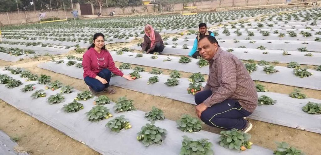 Ramesh Mishra Strawberry farming