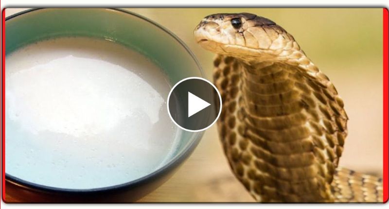 नाग देवता को दूध पीते हुए देखना माना जाता है शुभ, ॐ लिखे बिना मत जाना – देखें ये वायरल VIDEO