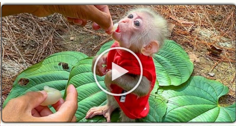 बंदर के बच्चे की क्यूटनेस कि कायल हुई दुनिया, वायरल हुआ वीडियो